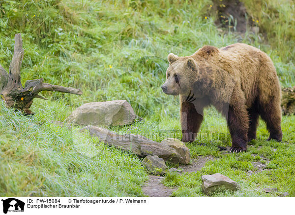 Europischer Braunbr / brown bear / PW-15084