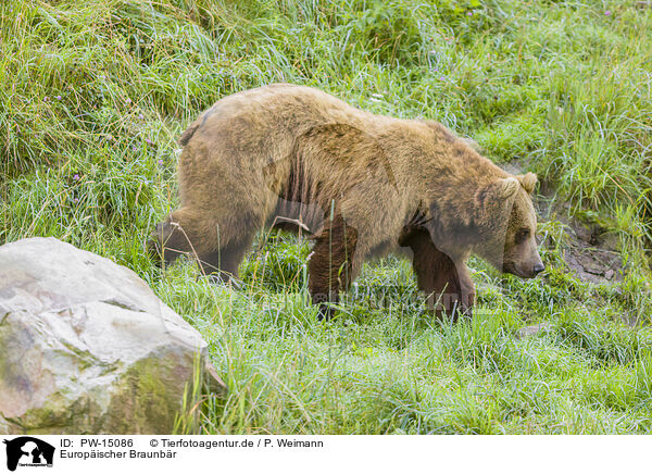 Europischer Braunbr / brown bear / PW-15086