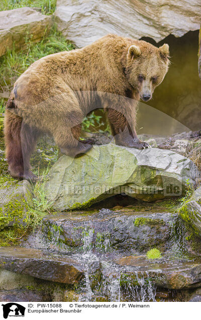 Europischer Braunbr / brown bear / PW-15088