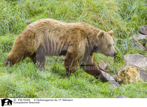 Europischer Braunbr / brown bear / PW-15089