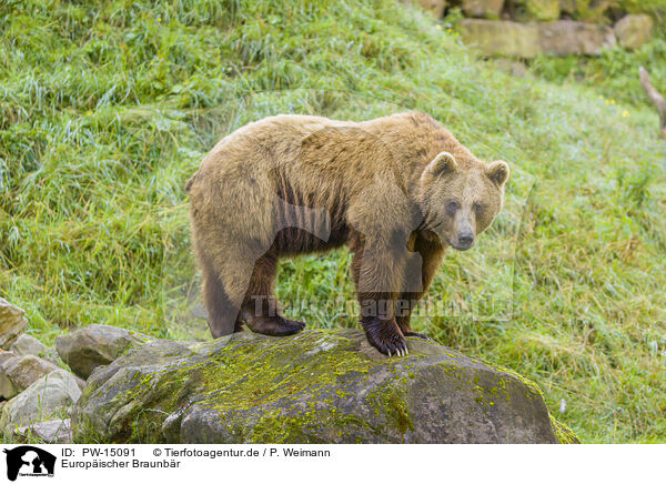 Europischer Braunbr / brown bear / PW-15091