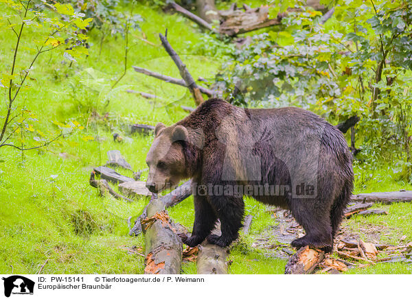 Europischer Braunbr / brown bear / PW-15141