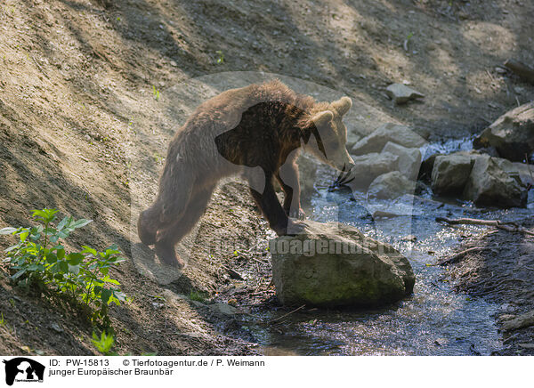 junger Europischer Braunbr / young brown bear / PW-15813