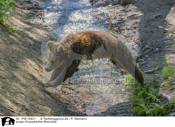 junger Europischer Braunbr / young brown bear / PW-15821
