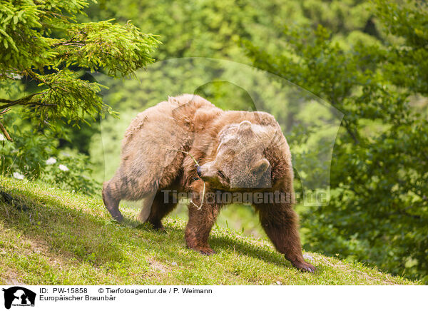 Europischer Braunbr / brown bear / PW-15858