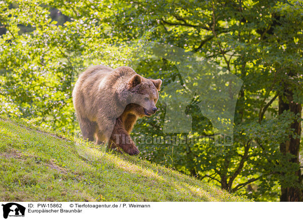 Europischer Braunbr / brown bear / PW-15862