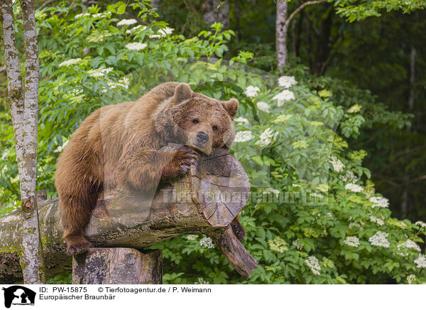 Europischer Braunbr / brown bear / PW-15875