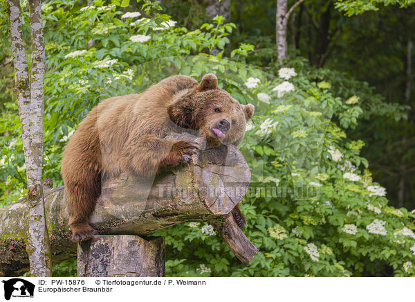 Europischer Braunbr / brown bear / PW-15876