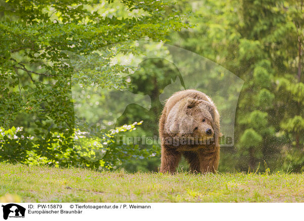 Europischer Braunbr / brown bear / PW-15879