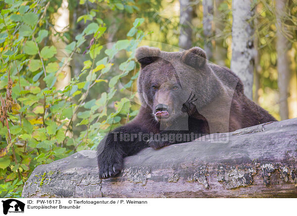 Europischer Braunbr / brown bear / PW-16173