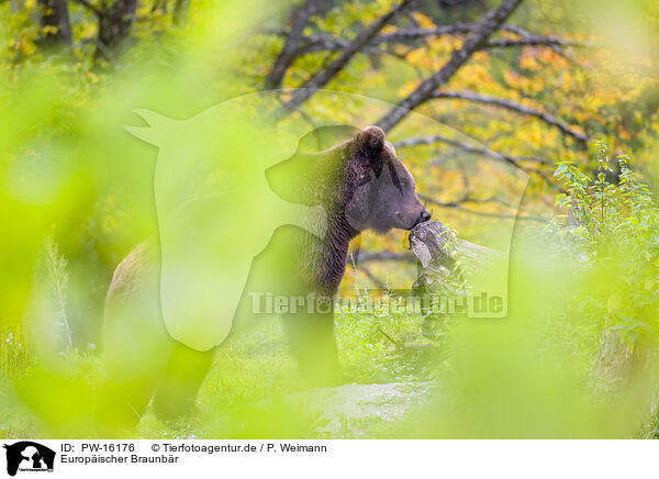 Europischer Braunbr / brown bear / PW-16176