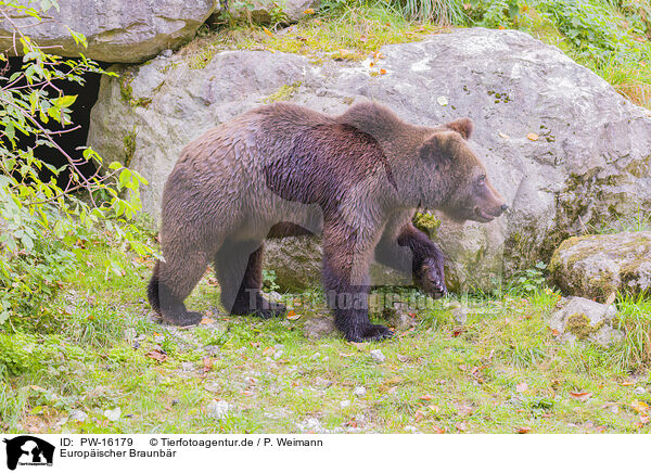 Europischer Braunbr / brown bear / PW-16179
