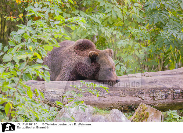 Europischer Braunbr / brown bear / PW-16180