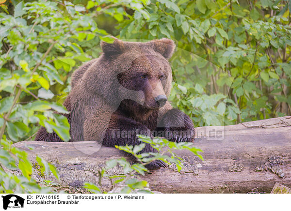 Europischer Braunbr / brown bear / PW-16185