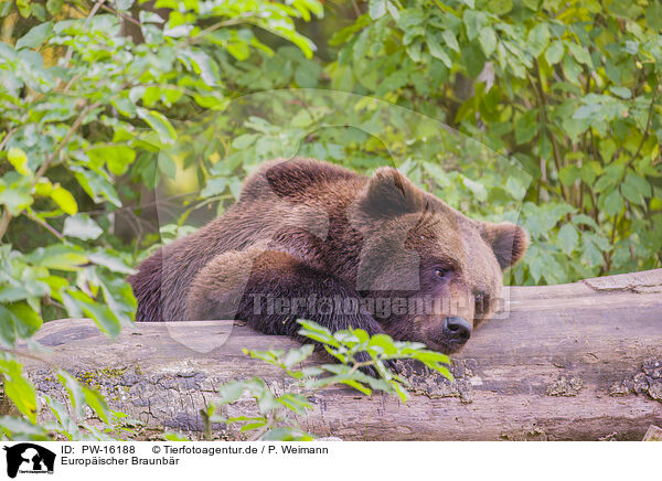 Europischer Braunbr / brown bear / PW-16188