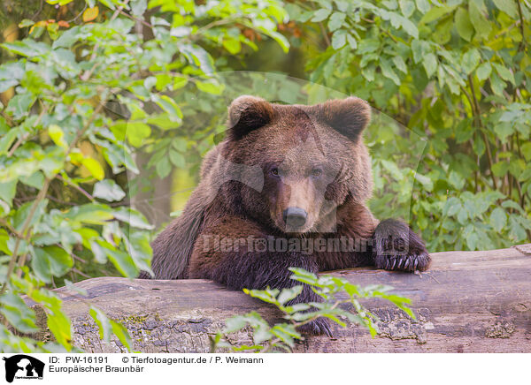 Europischer Braunbr / brown bear / PW-16191