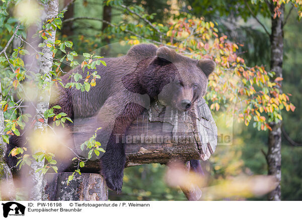 Europischer Braunbr / brown bear / PW-16198