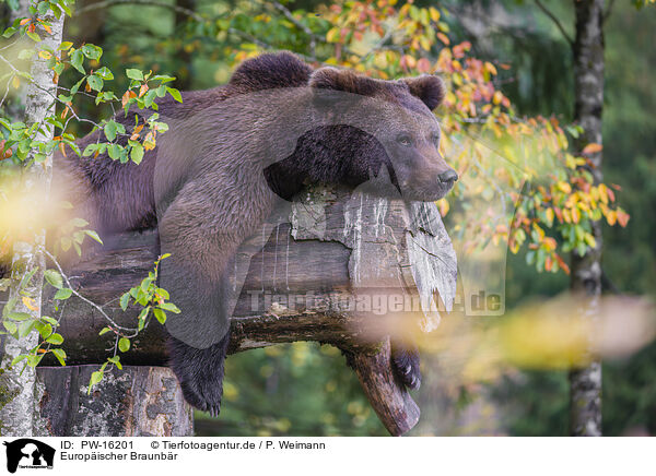 Europischer Braunbr / brown bear / PW-16201