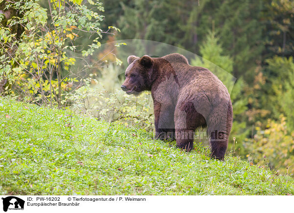 Europischer Braunbr / brown bear / PW-16202