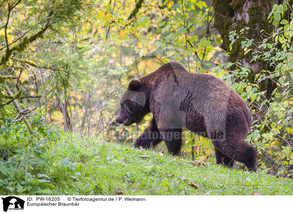 Europischer Braunbr / brown bear / PW-16205