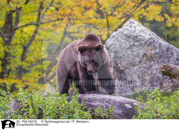 Europischer Braunbr / brown bear / PW-16219