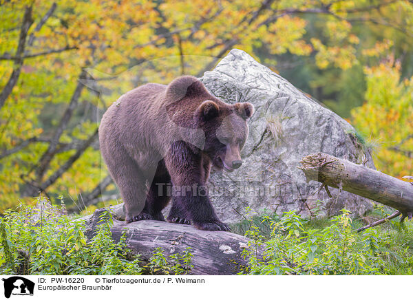 Europischer Braunbr / brown bear / PW-16220