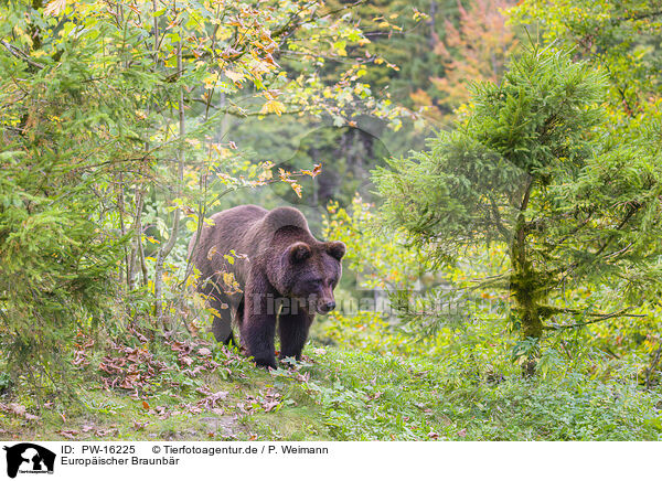 Europischer Braunbr / brown bear / PW-16225