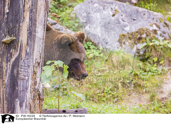 Europischer Braunbr / brown bear / PW-16228