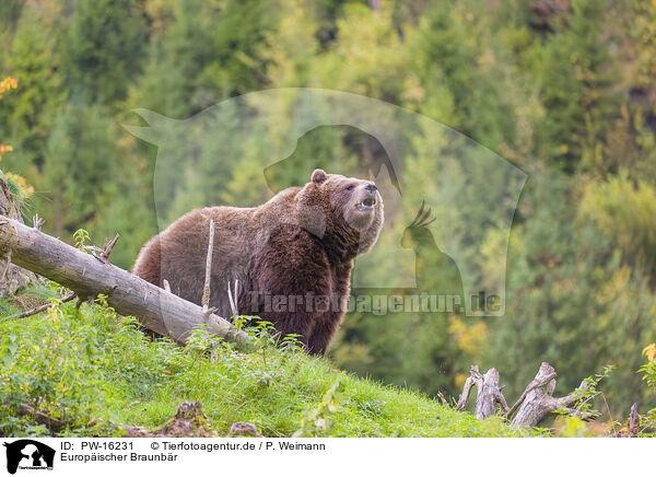 Europischer Braunbr / brown bear / PW-16231
