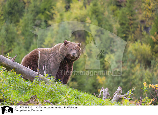 Europischer Braunbr / brown bear / PW-16232