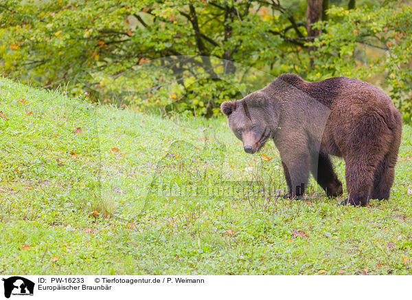 Europischer Braunbr / brown bear / PW-16233