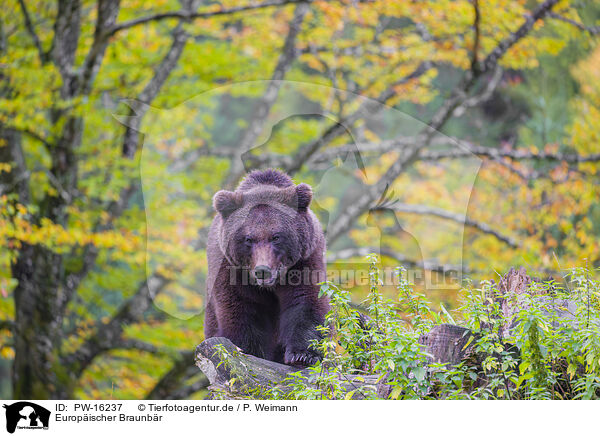 Europischer Braunbr / brown bear / PW-16237