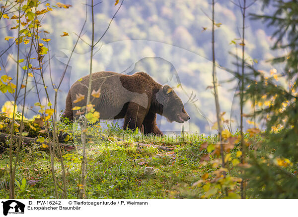 Europischer Braunbr / brown bear / PW-16242