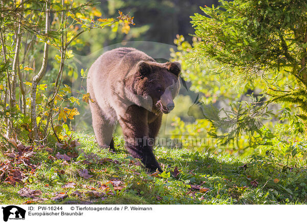Europischer Braunbr / brown bear / PW-16244