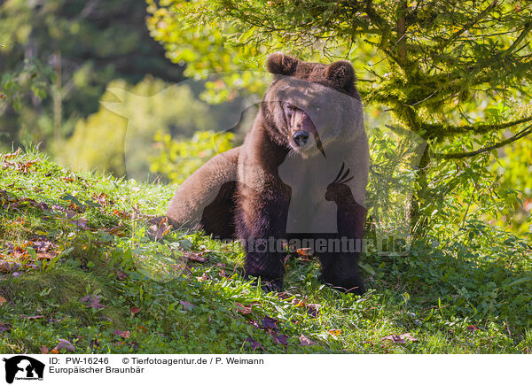 Europischer Braunbr / brown bear / PW-16246