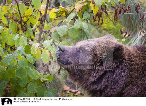 Europischer Braunbr / brown bear / PW-16248