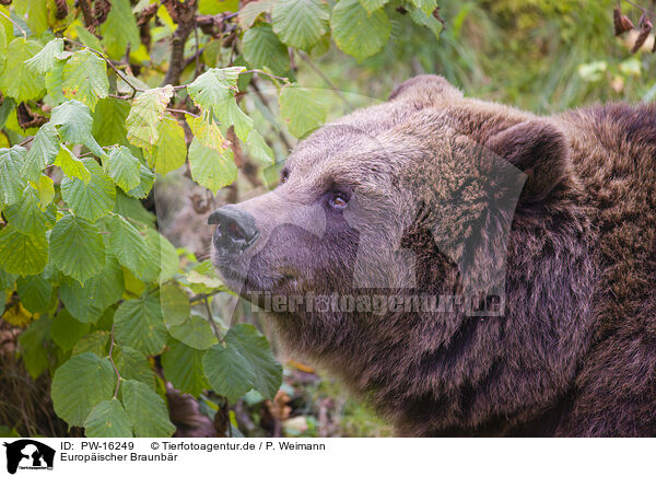 Europischer Braunbr / brown bear / PW-16249