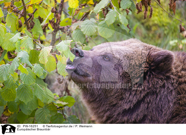 Europischer Braunbr / brown bear / PW-16251