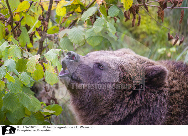 Europischer Braunbr / brown bear / PW-16253