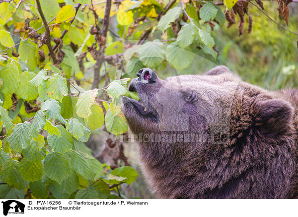 Europischer Braunbr / brown bear / PW-16256