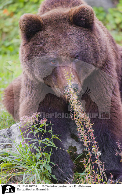 Europischer Braunbr / brown bear / PW-16259