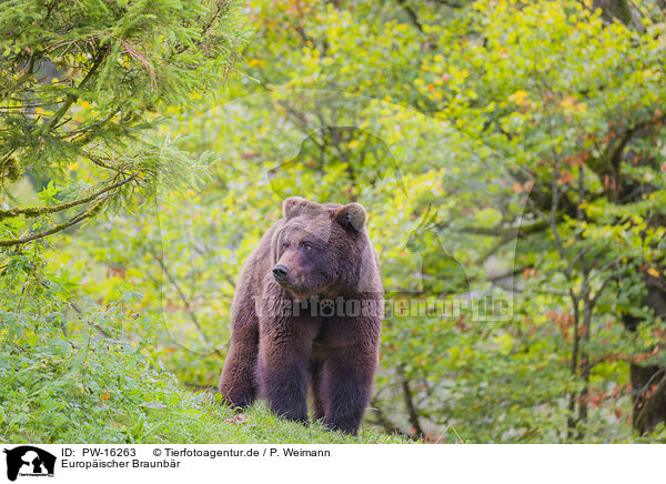 Europischer Braunbr / brown bear / PW-16263