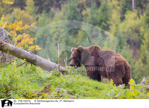 Europischer Braunbr / brown bear / PW-16274