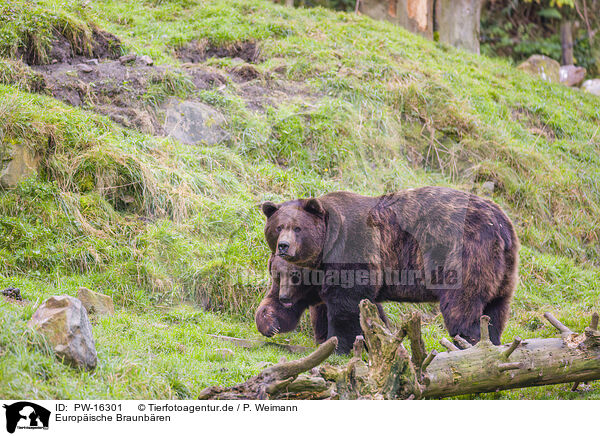 Europ�ische Braunb�ren / brown bears / PW-16301