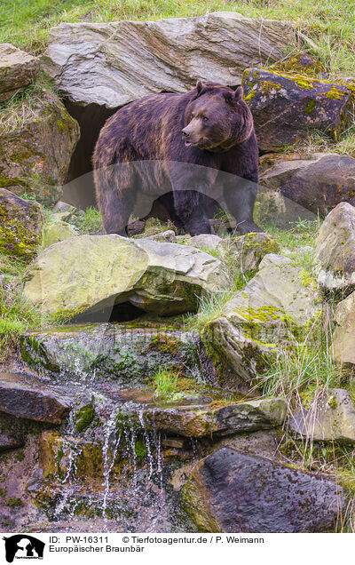 Europischer Braunbr / brown bear / PW-16311