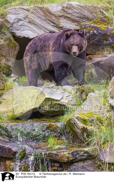 Europischer Braunbr / brown bear / PW-16312