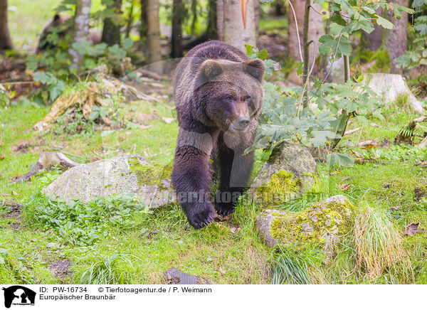 Europischer Braunbr / brown bear / PW-16734