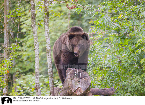 Europischer Braunbr / brown bear / PW-16737