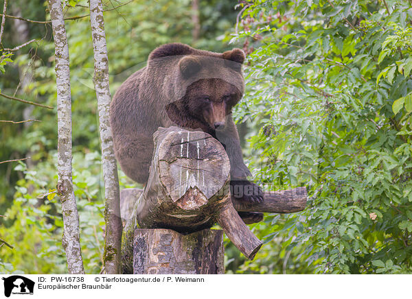 Europischer Braunbr / brown bear / PW-16738