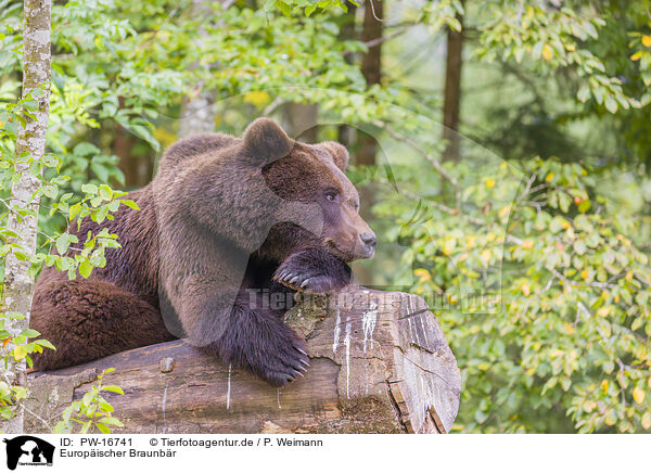 Europischer Braunbr / brown bear / PW-16741